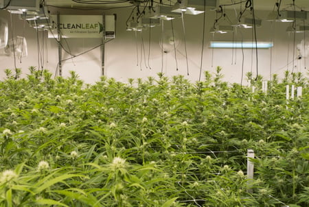 Commercial grow room air filtration unit removing airborne mold spores and biological contaminants to support cannabis microbial compliance.
