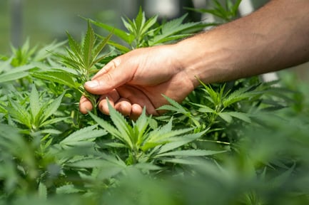 Cannabis plants growing indoors in a commercial cultivation facility during the flushing stage before harvest.