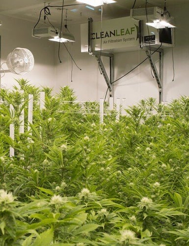 Grow room air filtration and odor control system operating inside a commercial cannabis cultivation facility.