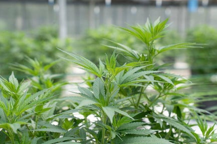 Indoor cannabis plants growing in a commercial cultivation facility with controlled lighting, airflow, and environmental conditions.
