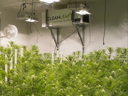 Commercial grow room air filtration unit maintaining clean air quality during cannabis cultivation to support product purity and regulatory compliance.