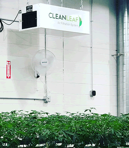 CleanLeaf air cleaner removing odors and preventing mildew in commercial plant cultivation grow room.