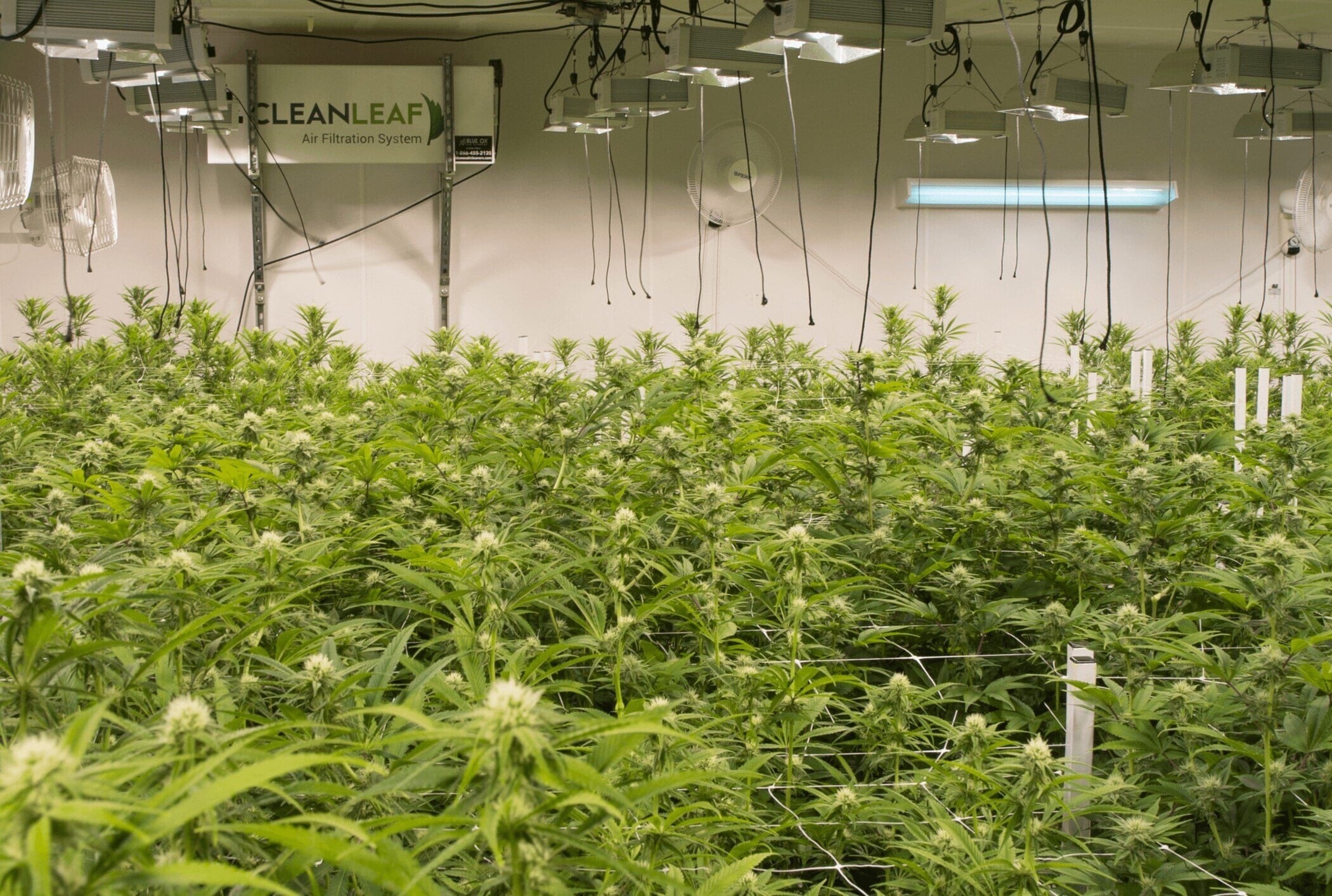 CleanLeaf HEPA air filtration system installed in a commercial cannabis cultivation facility to prevent mold, bacteria, and microbial contamination.