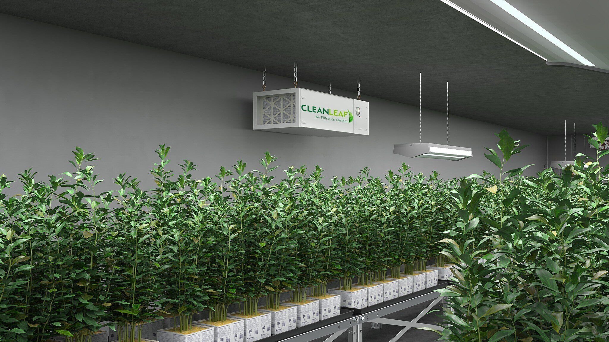 CleanLeaf air filtration system installed in an indoor grow room to improve air quality and minimize mold and pest risks.