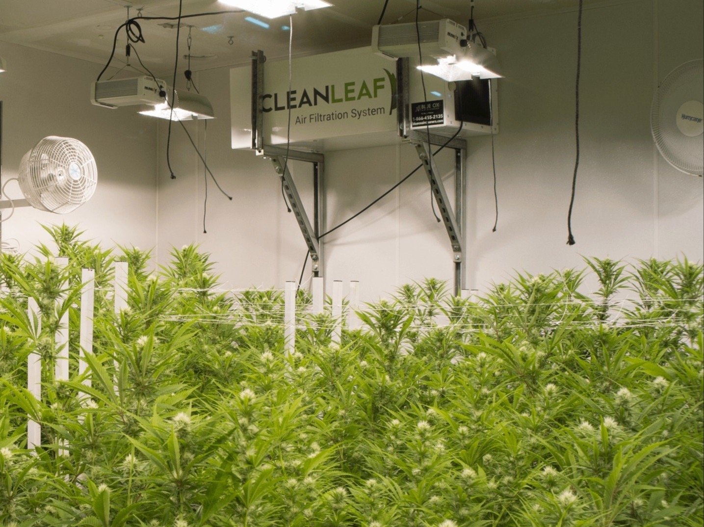 Carbon-based odor control and air filtration system installed in a cannabis grow space to capture VOCs.